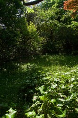 春の源氏山公園　鎌倉市