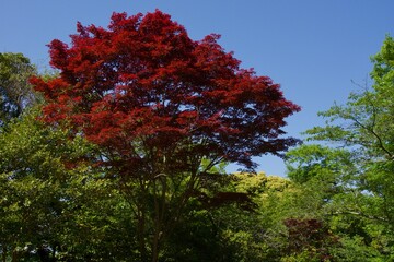 春の源氏山公園　鎌倉市