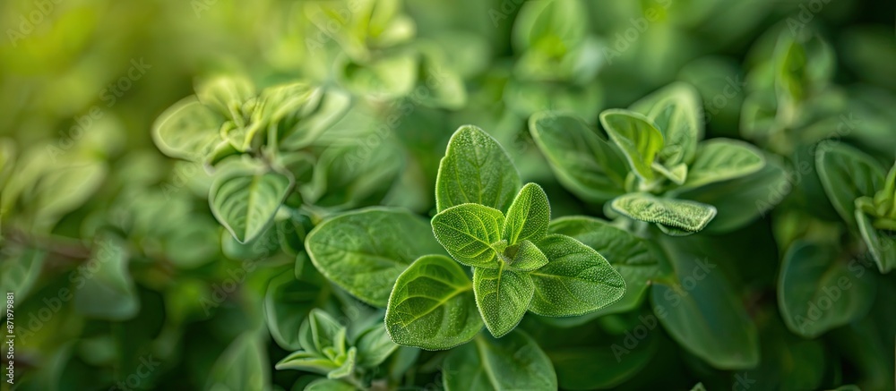 Sticker Marjoram, scientifically known as Origanum vulgare, is used in herbal medicine. Copy space image.