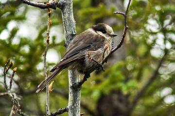 Bird sleeping on the tree woodpacker