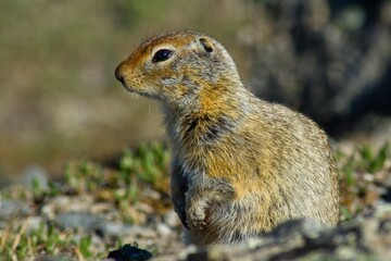Arctic squirrel i Denali national park