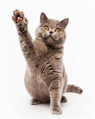 Obraz premium A British shorthair cat standing on two legs, holding up paws