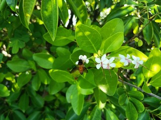 Excoecaria agallocha, a mangrove species, belongs to the genus Excoecaria of the family Euphorbiaceae. 