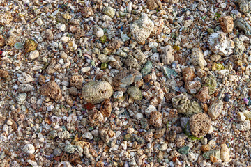 photo of white sand beach with several small corals