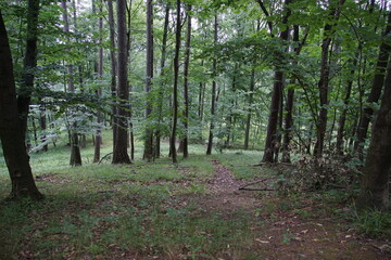 Polish forest, tree branches, Tree roots, Poland, village, Fields, Góry Sowie, Mountains, bielawa,...