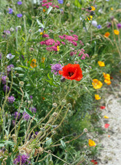 Meadow of colourful spring flowers with a bright red poppy in the centre
