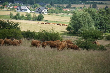 Cows, rural Poland, village, Fields, Góry Sowie, Mountains, bielawa, pieszyce, trekking, lower...