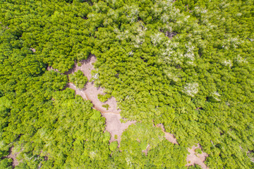 aerial view of mangrove forest at Sabah Borneo, Malaysia.