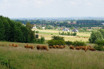 Cows, rural Poland, village, Fields, Góry Sowie, Mountains, bielawa, pieszyce, trekking, lower...