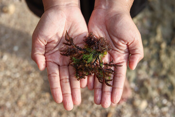 Hand carrying red macroalgae from the beach  