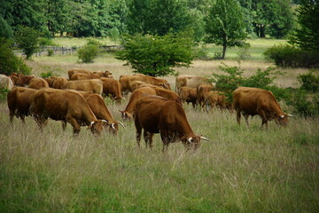 Cows, rural Poland, village, Fields, Góry Sowie, Mountains, bielawa, pieszyce, trekking, lower...