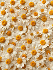 Obraz premium Chamomile blooms pattern on canvas showcases natural beauty