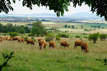 Cows, rural Poland, village, Fields, Góry Sowie, Mountains, bielawa, pieszyce, trekking, lower...