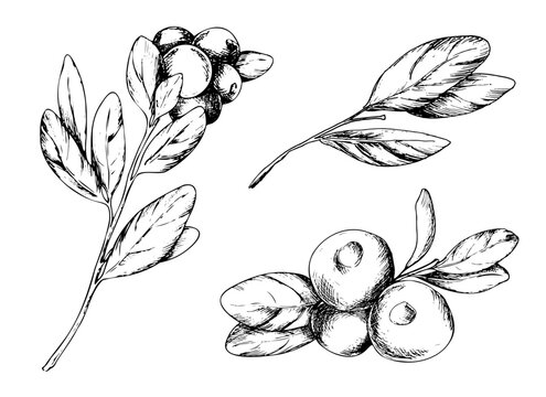 Hand drawn set of cranberry sketches with leaves and berries. Vector botanical illustration in graphic