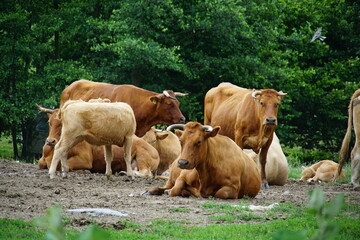 Cows, rural Poland, village, Fields, Góry Sowie, Mountains, bielawa, lower silesia, poland, june...