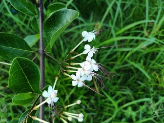 Excoecaria agallocha, a mangrove species, belongs to the genus Excoecaria of the family Euphorbiaceae. 