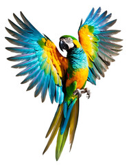 Fototapeta premium Parrot