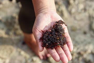 hands carrying fresh red algae from the beach
