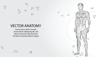 Human body. Abstract vector. Digital anatomy, Medical technology, Muscle structure, Health innovation, 3D model, DNA biotechnology, Body system, Science medicine, Healthy anatomy concept