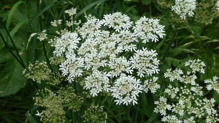 flowers in the garden