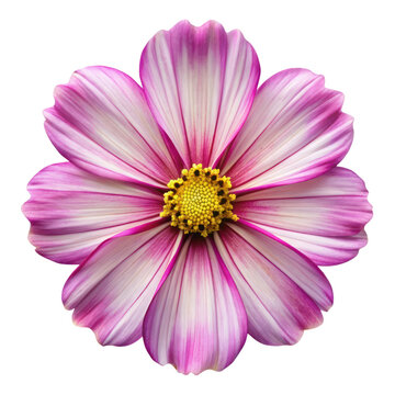 recommend clip art: top view of beautiful cosmos flower isolated on transparent background