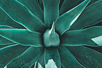 Closeup of blue agave plant with sharp, succulent leaves with symmetrical pattern. Natural floral...