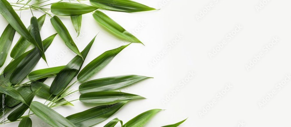 Aufkleber isolated bamboo leaves on a white backdrop with copy space image.