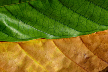 Contrasts Texture of dry leaves and green leaves