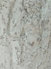 Naklejka premium Painted tree bark. The texture of whitewashed wood. Peeling, peeling white paint. Place for text, background, texture, close-up.