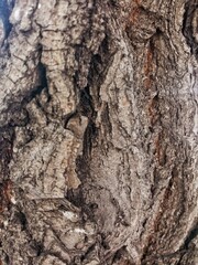 The brown bark of the tree. A close-up of the bark. The texture of the tree bark. Natural background, texture, abstraction, place for text.