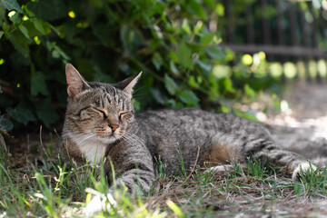 wild cat sleeps on the grass in the park on sunny day