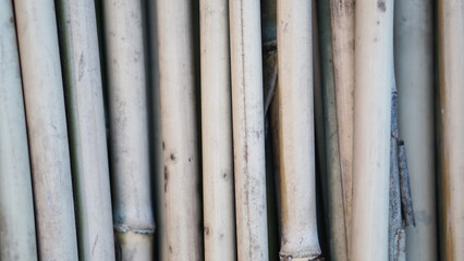 Obraz premium Bamboo planks texture backround. bamboo fence background