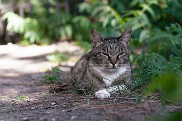 wild cat resting on the grass on a sunny day