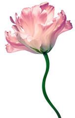 Pink  tulip flower  on white isolated background with clipping path. Closeup. For design....