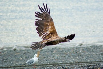 Bald eagle in Alaska North America wild life