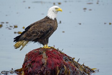 Bald eagle standing on the rock