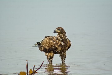 Bald eagle in Alaska North America wild life