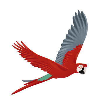 Arara vermelha, arara, ave, p&aacute;ssaro, animal, voo, Amaz&ocirc;nia, tropical, ilustra&ccedil;&atilde;o, fauna, floresta, Brasil, estampa, embalagem, r&oacute;tulo, natureza, pena, asas, carnaval, rio de janeiro, esperan&ccedil;a