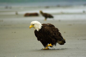 Bald eagle in Alaska North America wild life
