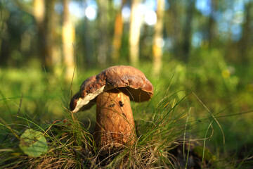 Boletus Edulis Porcini in bright light at sunset. Edible mushroom that grows in forest. White Mushroom in sun rays. Edible Big Boletus mushrooms at woodland. Bolete mushrooms in mushrooming in wild.
