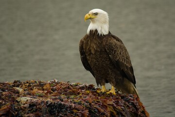 Bald eagle in Alaska North America wild life