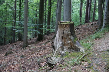 Polish forest, tree branches, Tree roots, Poland, village, Fields, Góry Sowie, Mountains, bielawa,...
