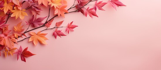 Colorful fall foliage set against a pink backdrop with a vacant copy space image adjacent to it.