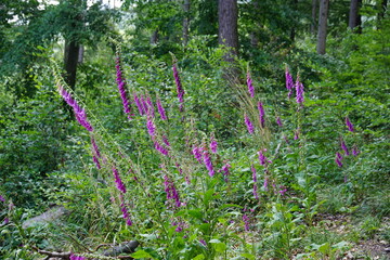 Foxglove, wildflowers, foxgloves in the forest, Wielka Sowa, Góry Sowie, Mountains, sony a6000, trekking, lower silesia, poland, june 2024, sudety, naparstnica, dzikie kwiaty, kwiaty,  © Paulina