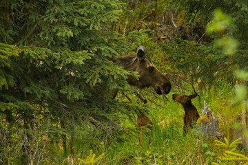 Mom moose whit her babies