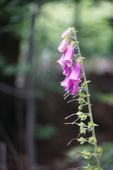 Foxglove, wildflowers, foxgloves in the forest, Wielka Sowa, Góry Sowie, Mountains, sony a6000, trekking, lower silesia, poland, june 2024, sudety, naparstnica, dzikie kwiaty, kwiaty,  © Paulina