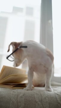 Smart dog sits on windowsill in round nerd glasses looks anxiously at camera. turns to book starts reading. Vertical funny video footage. Intelligent professor dog joke 