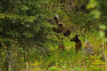 Mom moose whit her babies