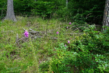 Foxglove, wildflowers, foxgloves in the forest, Wielka Sowa, Góry Sowie, Mountains, sony a6000,...