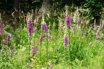 Foxglove, wildflowers, foxgloves in the forest, Wielka Sowa, Góry Sowie, Mountains, sony a6000,...